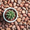 Red Polished Pebbles - Image 2