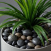 Sino Black Natural