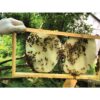 1Kg Pure Australian Beeswax Natural Blocks Unrefined - Cosmetic Grade - Image 5